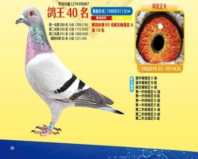 王中王四馬一肖，探尋背后的故事與奧秘，王中王四馬一肖，背后的故事與奧秘探尋
