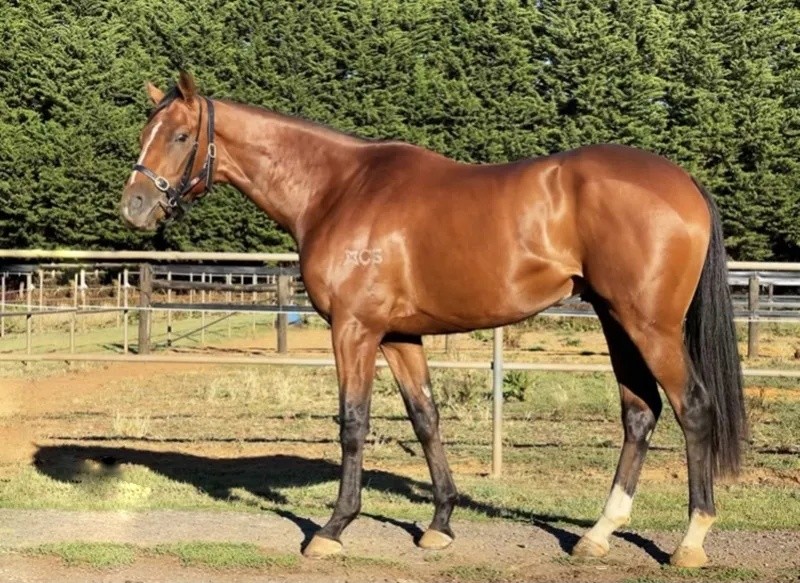 今晚澳門特馬開什么？今晚四不像的探討，今晚澳門特馬開彩結(jié)果及四不像探討