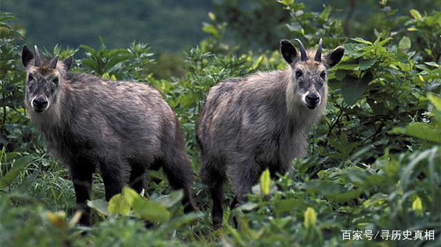 揭秘劉伯溫四不像一肖中特良——探尋神秘預(yù)言背后的真相，劉伯溫四不像一肖預(yù)言真相揭秘，探尋神秘預(yù)言背后的秘密