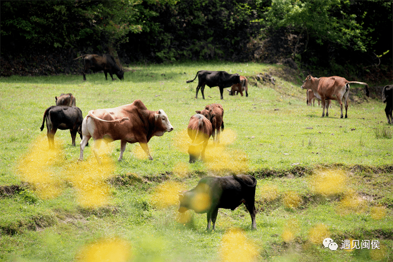 四不像圖王中王平知一肖——深度解析與探索，四不像圖王中王平知一肖，深度剖析與探索