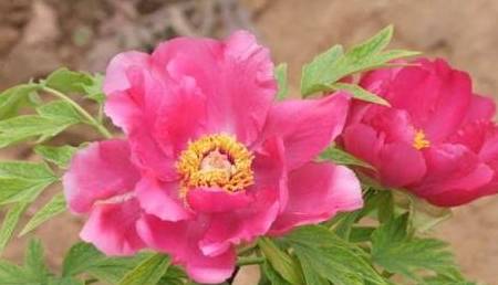 揭秘生肖之王，生活幽默王中王解一生肖的獨特魅力，揭秘生肖之王，幽默王中王解讀生肖獨特魅力