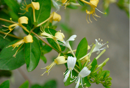 狀元紅97049精準(zhǔn)資料，深度解析與探索，狀元紅97049精準(zhǔn)資料深度解析與探索揭秘