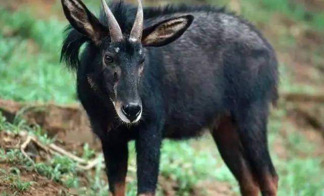 揭秘劉伯溫精準(zhǔn)一肖四不像圖，神秘預(yù)測(cè)背后的故事，劉伯溫神秘預(yù)測(cè)揭秘，精準(zhǔn)一肖四不像圖的背后故事