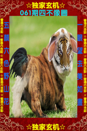 四不像一肖中特王中王——揭秘生肖奧秘與獨(dú)特魅力，揭秘生肖奧秘與獨(dú)特魅力，四不像一肖中特王中王揭秘揭曉！