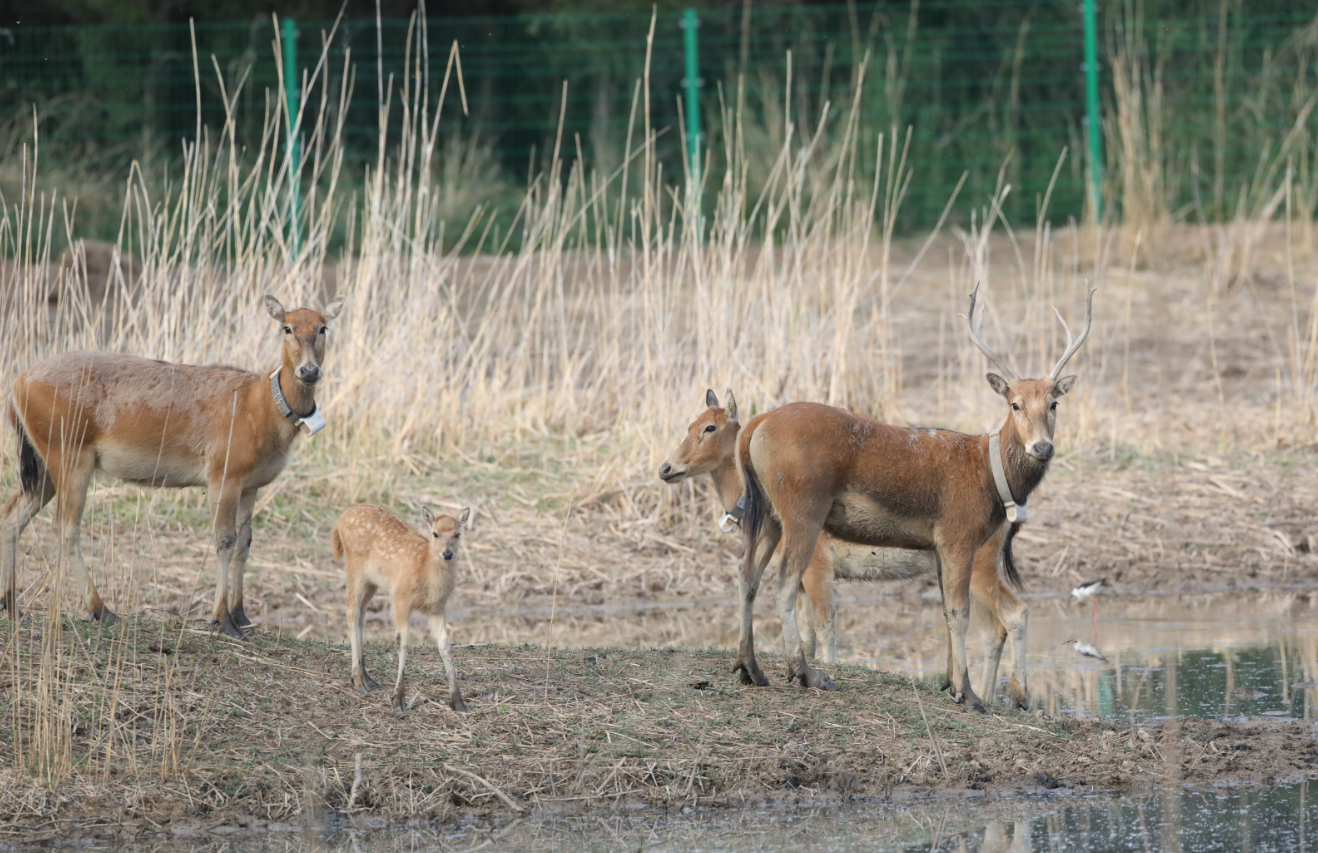 家婆王中王一肖四不像，深度解讀與SEO優(yōu)化策略，家婆王中王一肖四不像，深度解析與SEO優(yōu)化攻略
