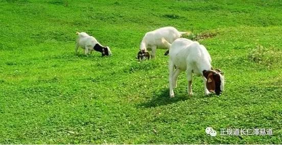 澳門出羊下期必開一肖，揭秘生肖彩票的奧秘與策略，揭秘生肖彩票奧秘，澳門出羊后必開一肖策略探討