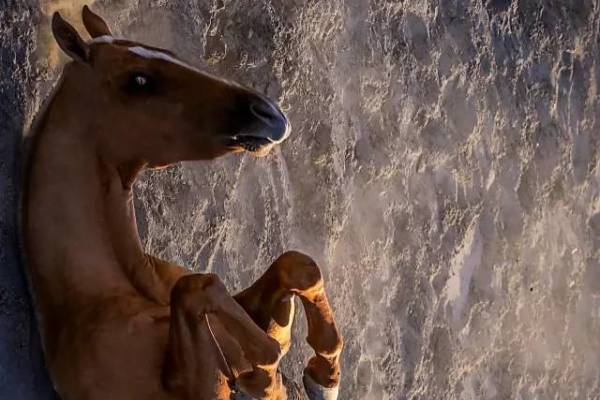 揭秘彩票背后的秘密，揭秘王中王四不像出一肖背后的奧秘，揭秘彩票王中王四不像出一肖背后的神秘秘密