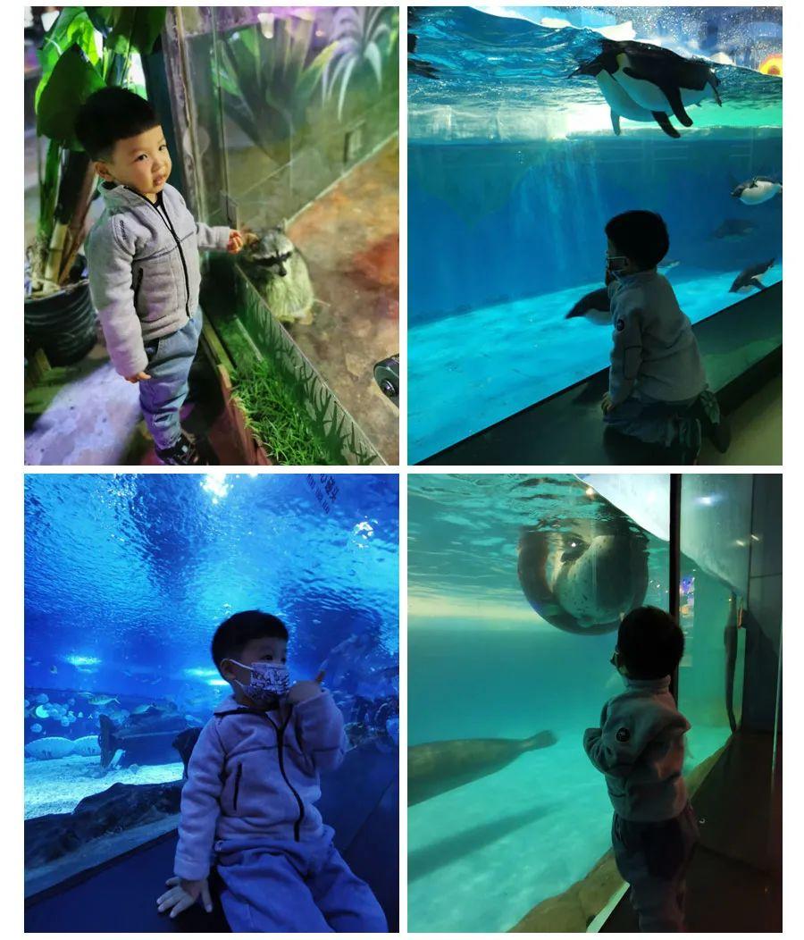 上海海洋館與海昌海洋館，哪個(gè)更值得一游？，上海海洋館與海昌海洋館，哪個(gè)更值得游覽？對比解析！