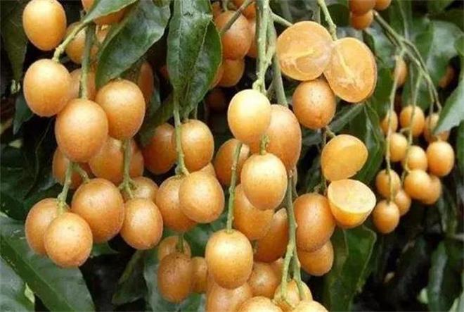 黃皮果的功效與作用，揭示其獨(dú)特的健康益處，黃皮果的獨(dú)特健康益處，功效與作用揭秘！