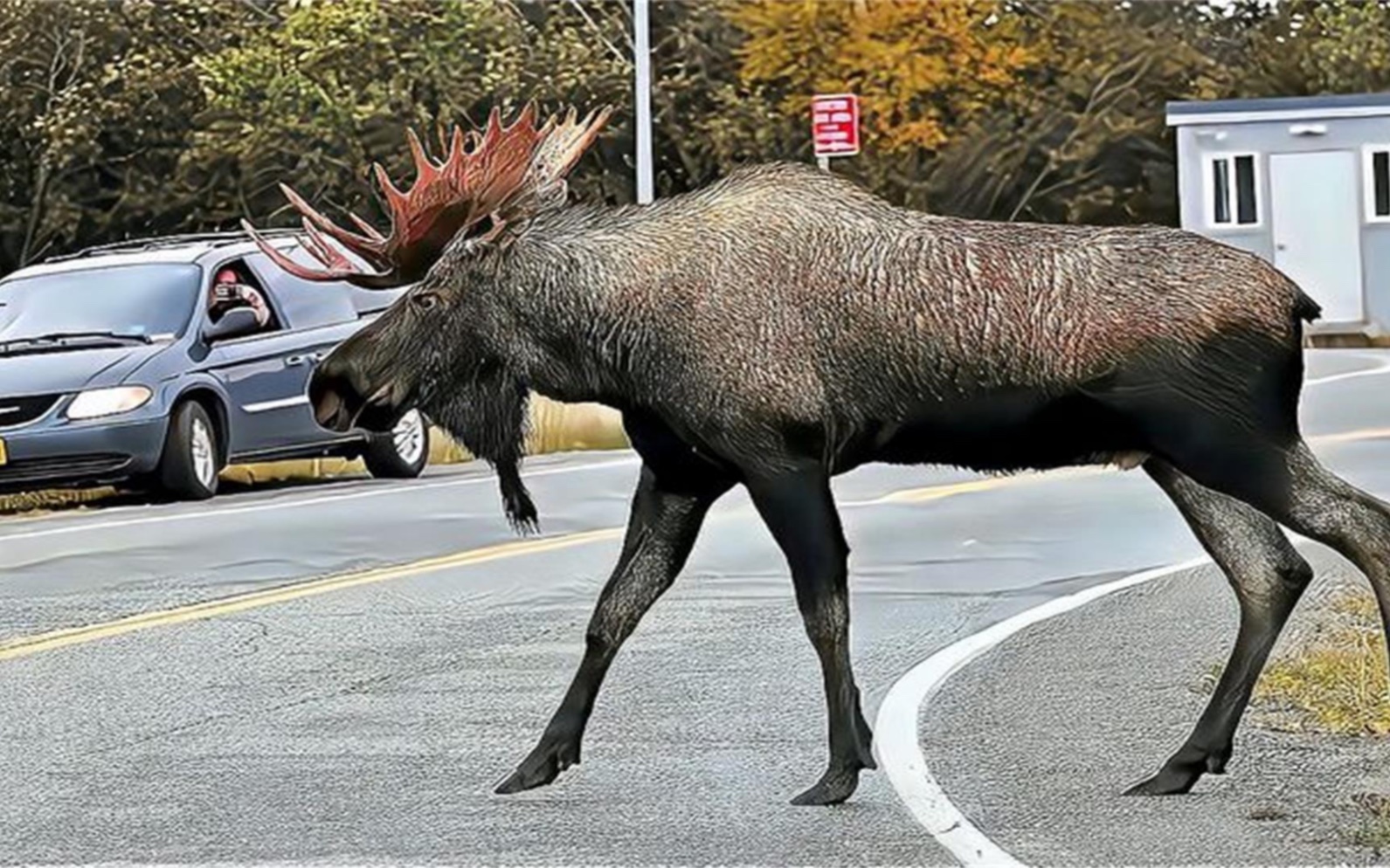 四不像正版資料的探索與解析，四不像正版資料的深度探索與解析